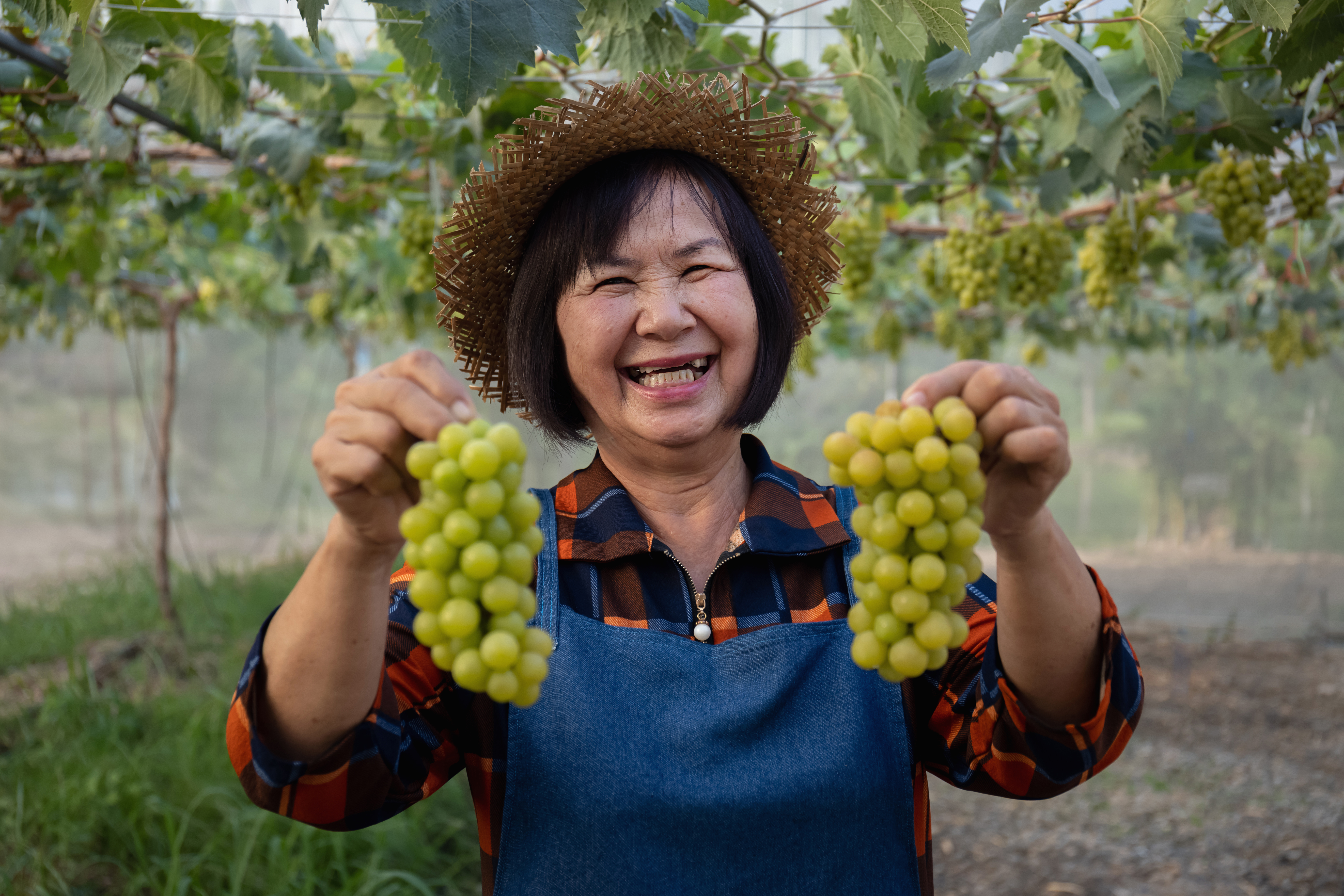 A smiling woman holding freshly picked grapes